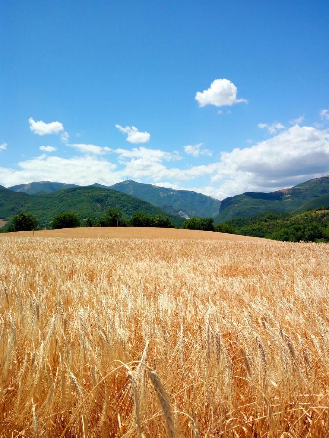Agriturismo Del Frontino - Lo Studio アックアラーニャ エクステリア 写真