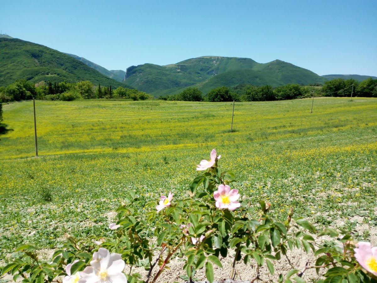 Agriturismo Del Frontino - Lo Studio アックアラーニャ エクステリア 写真