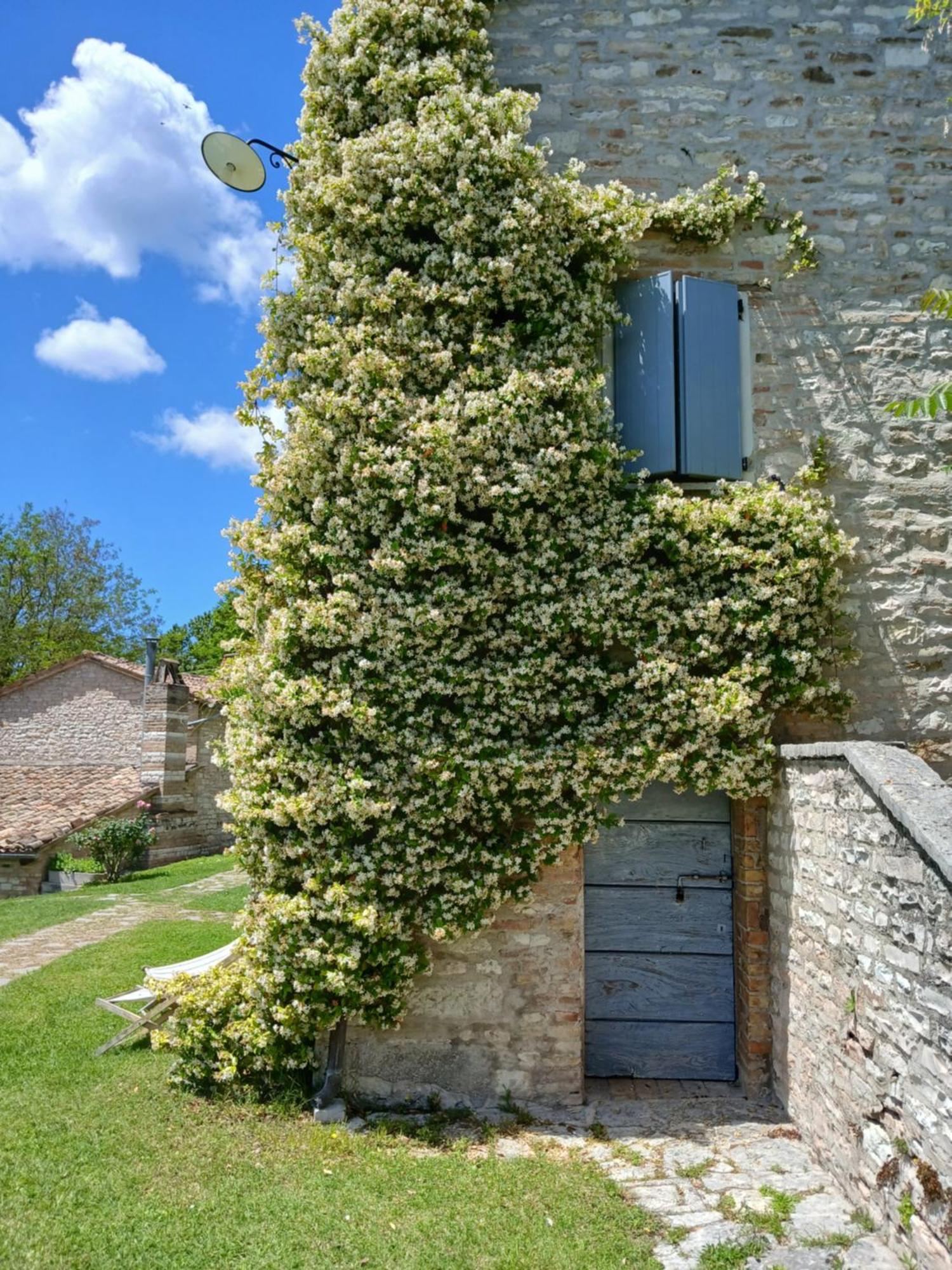 Agriturismo Del Frontino - Lo Studio アックアラーニャ エクステリア 写真