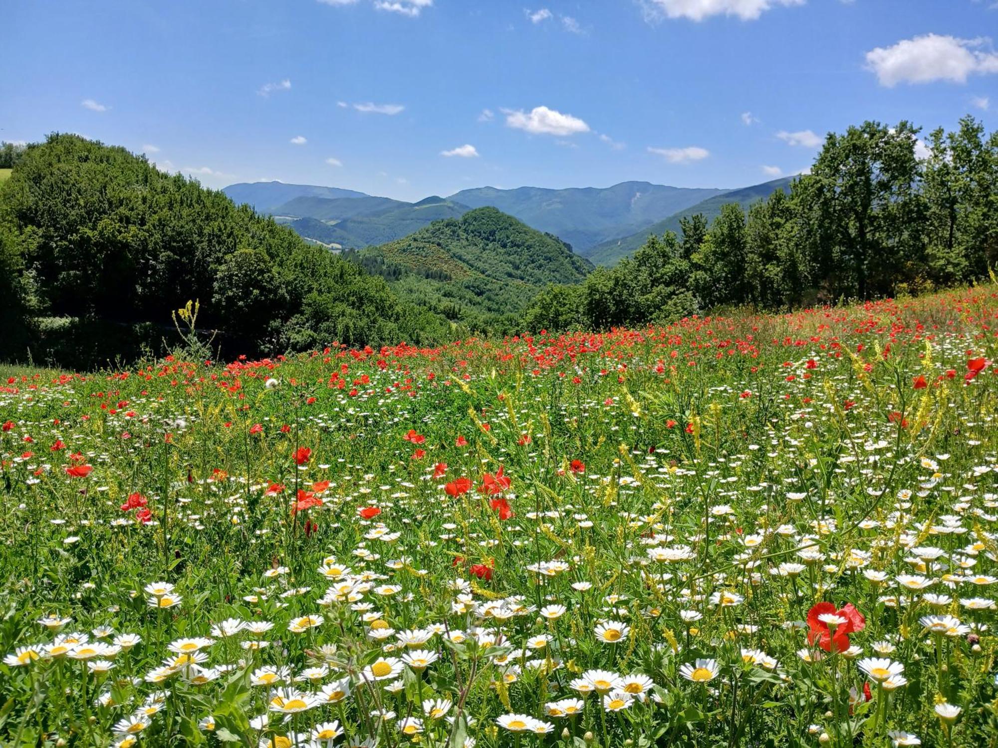 Agriturismo Del Frontino - Lo Studio アックアラーニャ エクステリア 写真